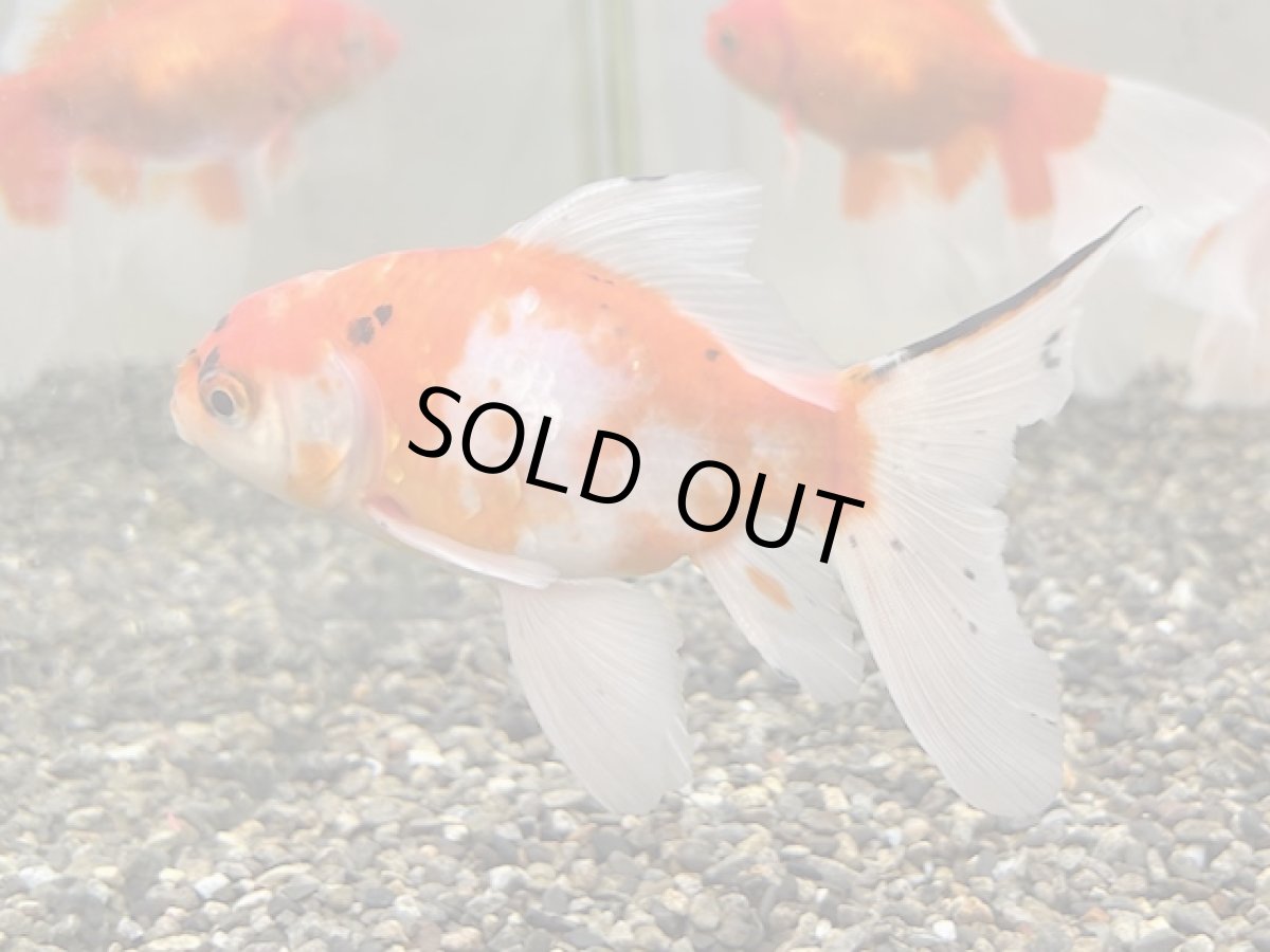 画像1: 桜ブリストル（中国産） ±12cm (1)