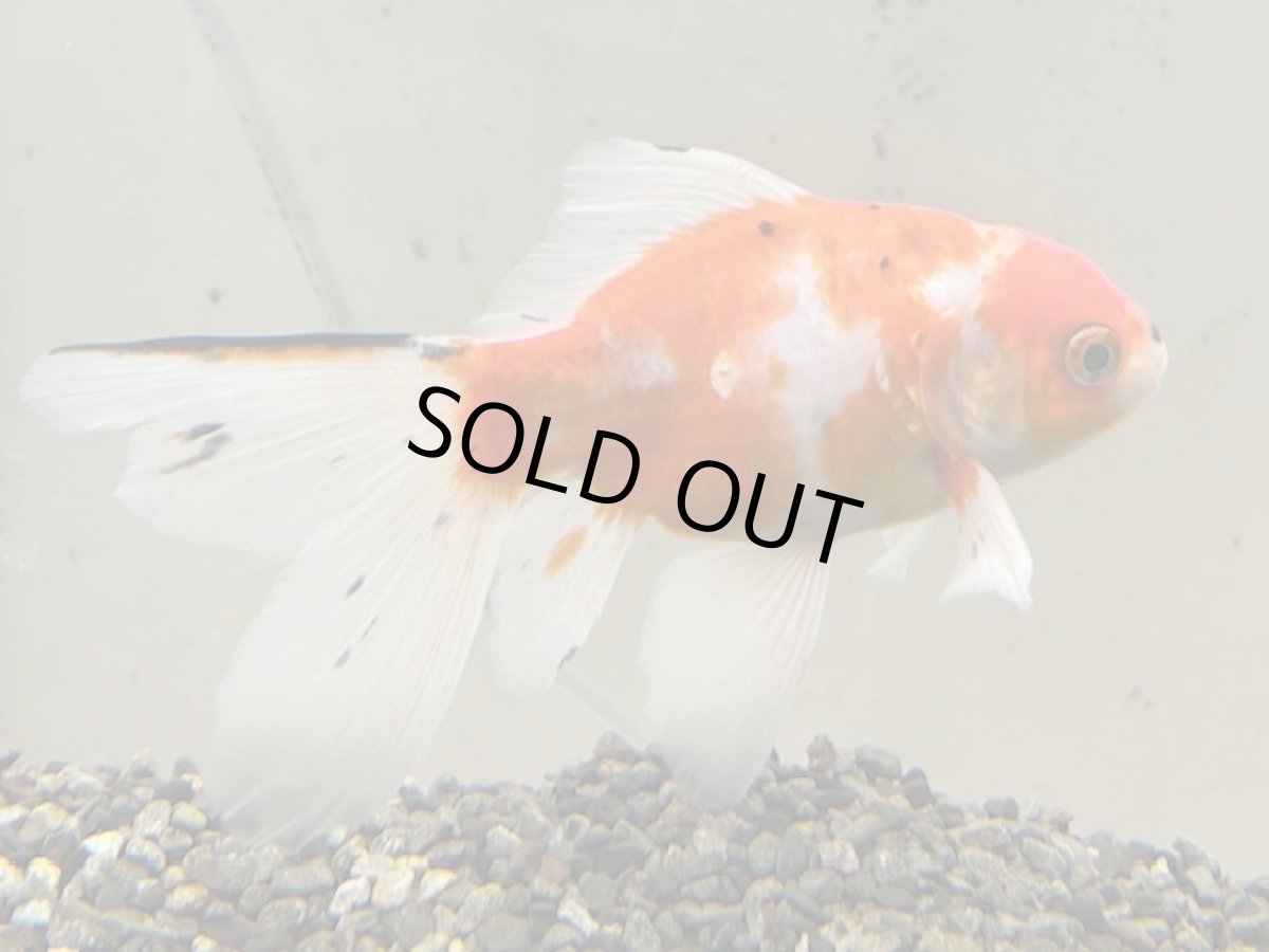 画像2: 桜ブリストル（中国産） ±12cm (2)