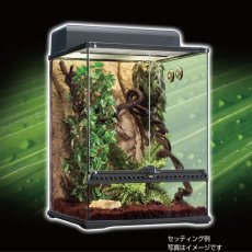 画像3: ジャングルヴァインL PT3086 (3)