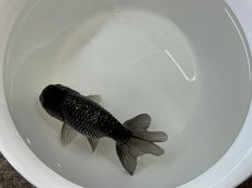 画像2: 青らんちゅう  大（深見養魚場産） ±12cm (2)