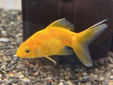 画像2: ドラゴンスケール黄金魚（吉野養魚場産）±6cm (2)