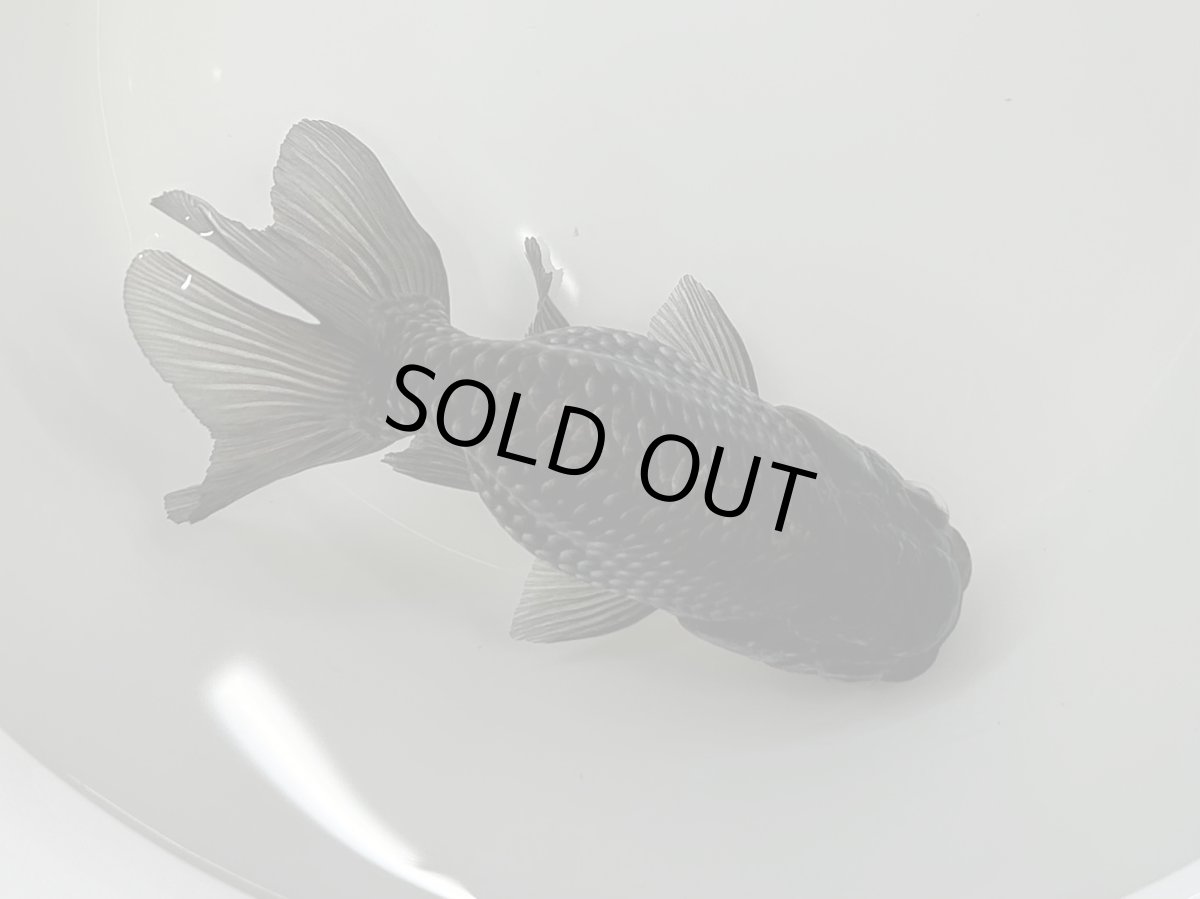 画像1: 青らんちゅう  大（深見養魚場産） ±12cm (1)