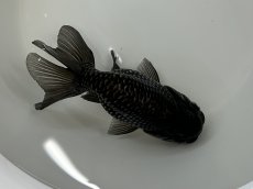 画像4: 青らんちゅう  大（深見養魚場産） ±12cm (4)