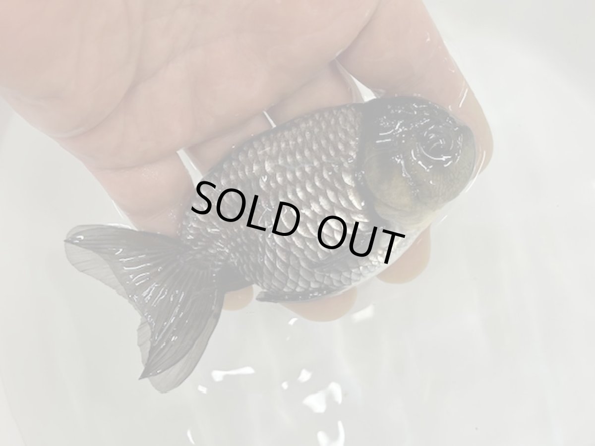 画像3: 青らんちゅう  大（深見養魚場産） ±12cm (3)