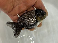画像6: 青らんちゅう  大（深見養魚場産） ±12cm (6)