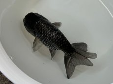 画像1: 青らんちゅう  大（深見養魚場産） ±12cm (1)
