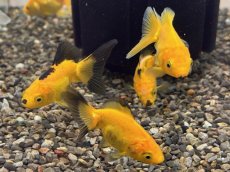 画像3: ドラゴンスケール黄金魚（吉野養魚場産）±6cm (3)