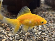 画像4: ドラゴンスケール黄金魚（吉野養魚場産）±6cm (4)