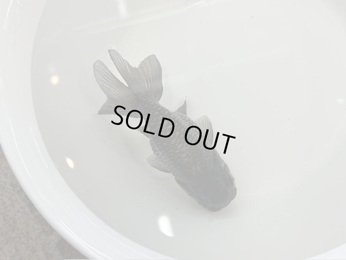 画像2: 青らんちゅう  大（深見養魚場産） ±12cm (2)