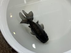 画像5: 青らんちゅう  大（深見養魚場産） ±12cm (5)