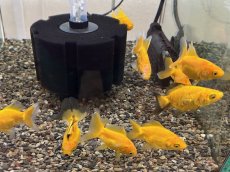 画像5: ドラゴンスケール黄金魚（吉野養魚場産）±6cm (5)