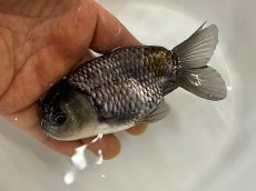 画像3: 青らんちゅう  大（深見養魚場産） ±12cm (3)