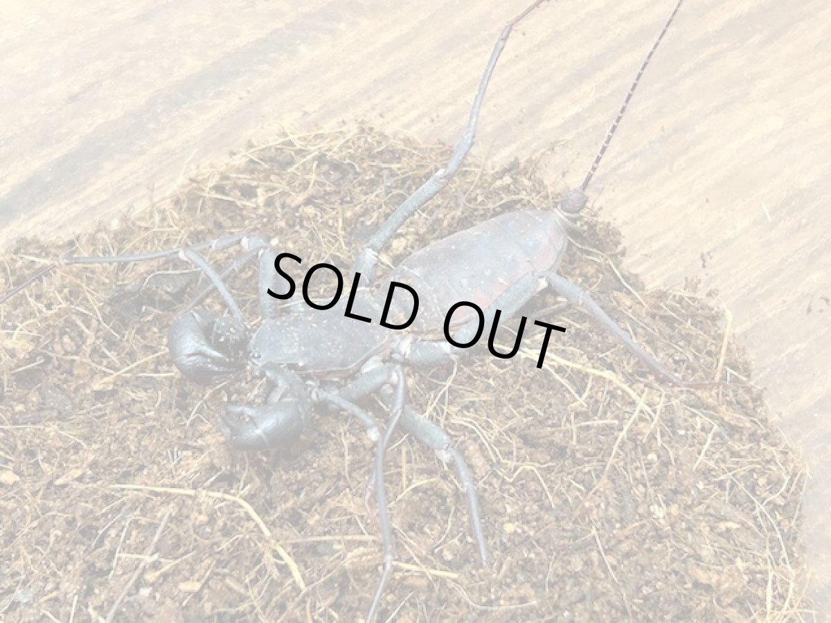 画像1: タイワンサソリモドキ　石垣島産（累代WC  Free mm） (1)