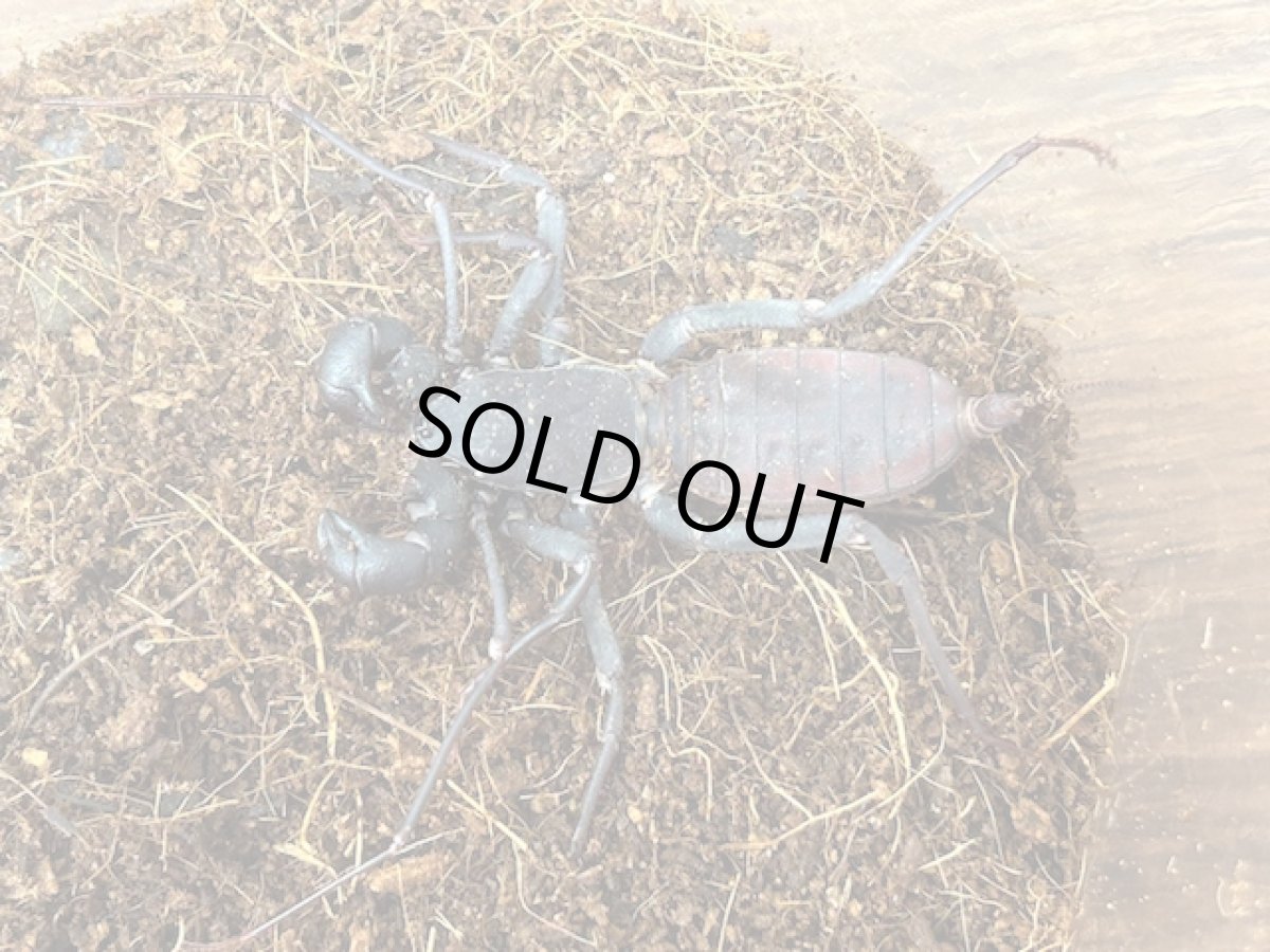 画像2: タイワンサソリモドキ　石垣島産（累代WC  Free mm） (2)