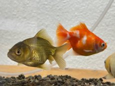 画像2: 国産 オランダショートテール （薩摩産）±6cm (2)