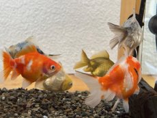 画像5: 国産 オランダショートテール （薩摩産）±6cm (5)