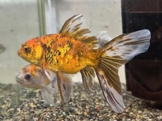 画像1: ブリストル朱文金(中国産)±12cm (1)