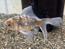 画像2: ブリストル朱文金(中国産)±12cm (2)