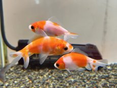 画像1: 桜三尾和金  (東川養魚場産) ±6cm (1)