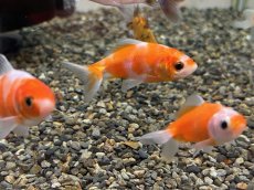 画像2: 桜三尾和金  (東川養魚場産) ±6cm (2)