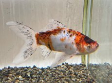 画像4: 変わり朱文金  (東川養魚場産) ±16cm  (4)