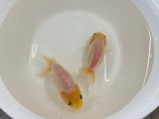 画像4: シルクらんちゅう  (弥富産) ±8cm (4)
