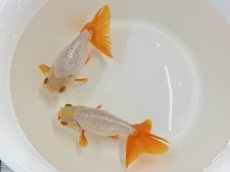 画像1: 大阪らんちゅう　3歳（向坂養魚場産）±10cm (1)