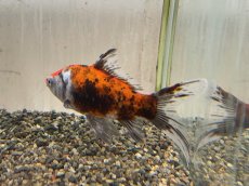 画像5: 変わり朱文金  (東川養魚場産) ±16cm  (5)