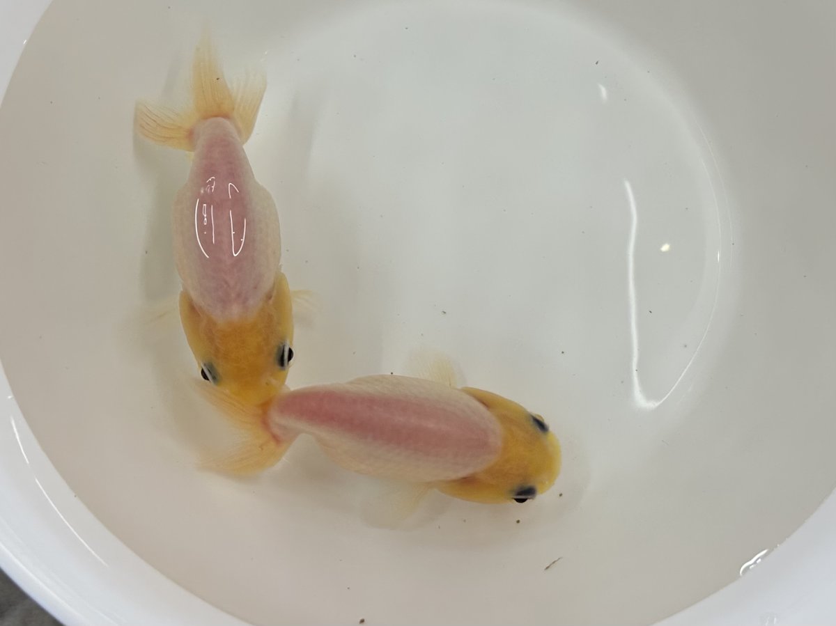 画像3: シルクらんちゅう  (弥富産) ±8cm (3)