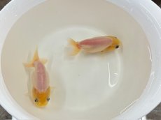 画像2: シルクらんちゅう  (弥富産) ±8cm (2)