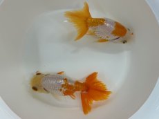 画像2: 大阪らんちゅう　3歳（向坂養魚場産）±10cm (2)