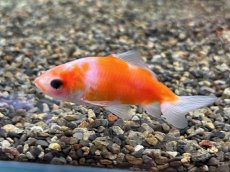 画像3: 桜三尾和金  (東川養魚場産) ±6cm (3)