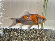 画像3: 変わり朱文金  (東川養魚場産) ±16cm  (3)