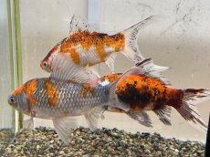 画像2: 変わり朱文金  (東川養魚場産) ±16cm  (2)