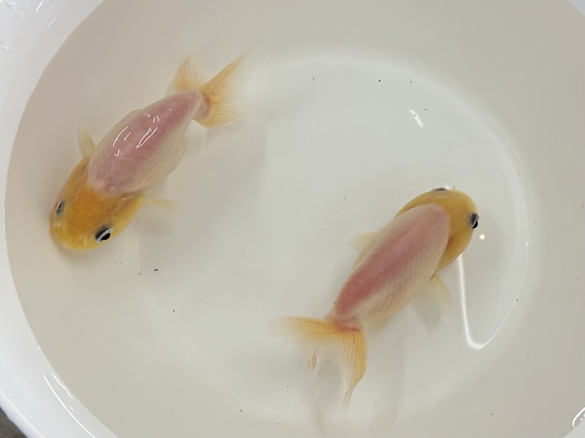 画像1: シルクらんちゅう  (弥富産) ±8cm (1)