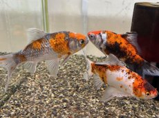 画像1: 変わり朱文金  (東川養魚場産) ±16cm  (1)