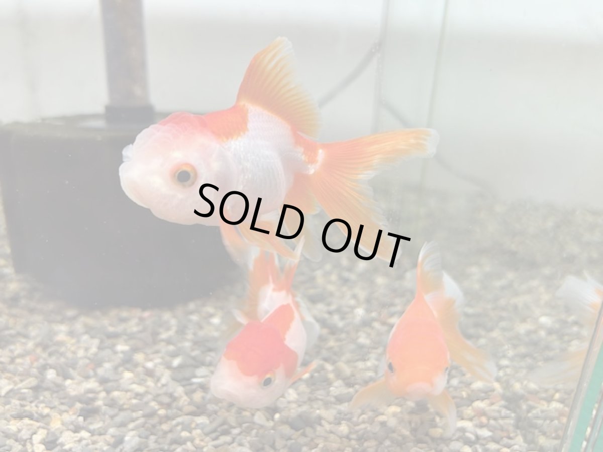 画像1: 更紗オランダ （飯田産） ±7cm (1)