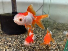 画像1: 更紗オランダ （飯田産） ±7cm (1)
