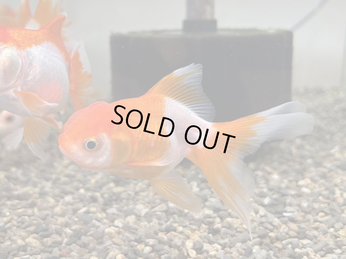 画像4: 更紗オランダ （飯田産） ±7cm (4)