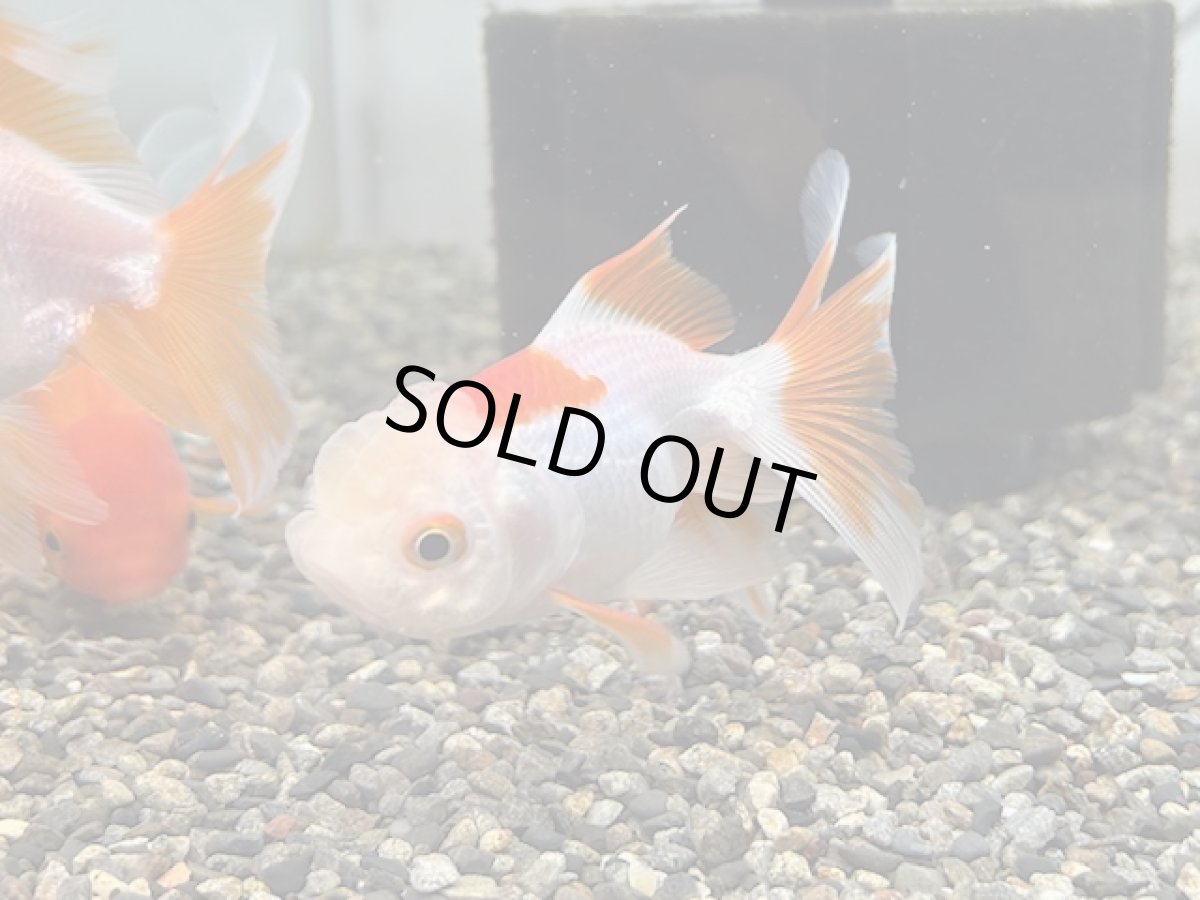 画像3: 更紗オランダ （飯田産） ±7cm (3)