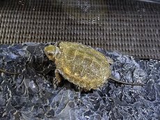 画像1: ニホンイシガメ ベビー　国内CB (1)