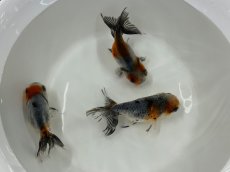 画像1: 江戸錦(深見養魚場産)±8cm (1)
