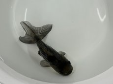 画像1: 青らんちゅう （深見養魚場産） ±10cm (1)