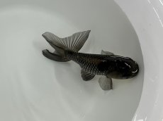 画像3: 青らんちゅう （深見養魚場産） ±10cm (3)