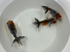画像3: 江戸錦(深見養魚場産)±8cm (3)