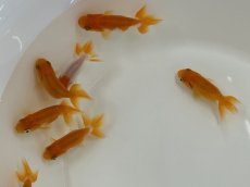 画像2: 宇野系らんちゅう（埼玉産）±4cm (2)