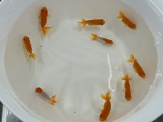 画像3: 宇野系らんちゅう（埼玉産）±4cm (3)