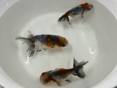 画像2: 江戸錦(深見養魚場産)±8cm (2)