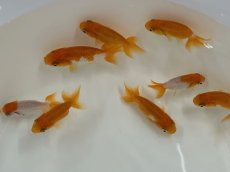 画像1: 宇野系らんちゅう（埼玉産）±4cm (1)