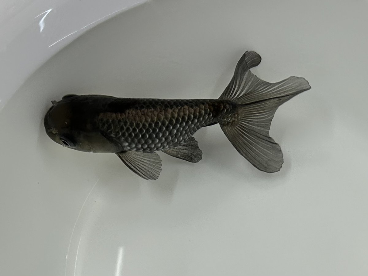 画像2: 青らんちゅう （深見養魚場産） ±10cm (2)